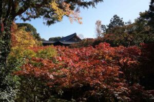 Elderly pilgrim walking a quiet temple path in Shikoku