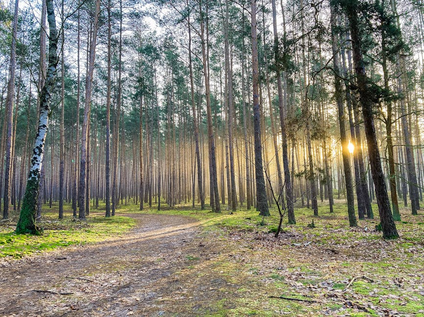 A quiet path in morning light representing the first gentle step a bereaved family takes during mochū