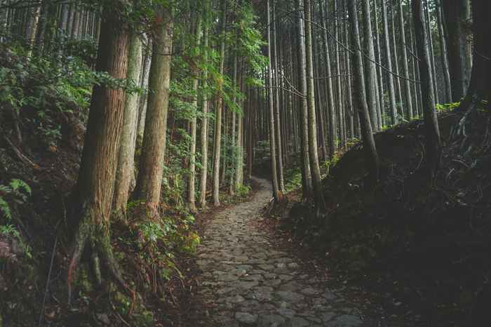 Forward, Reverse, Full, and Segmented: Which Pilgrimage Style Fits a Beginner?